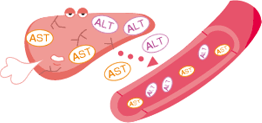Что такое АЛТ в биохимическом анализе крови