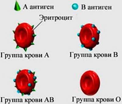 Может ли поменяться группа крови с возрастом и при беременности