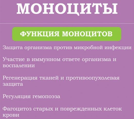 Общий анализ крови - лейкоциты: норма и причины отклонения от нормы