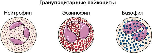 Абсолютное содержание базофилов повышено