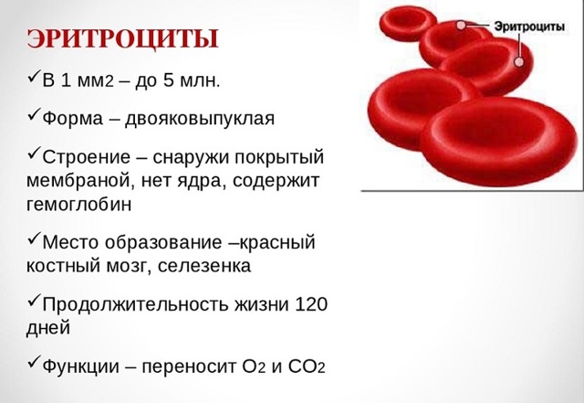 Где в организме человека происходит разрушение эритроцитов. Место образования эритроцитов. Строение эритроцитов. Место разрушения эритроцитов