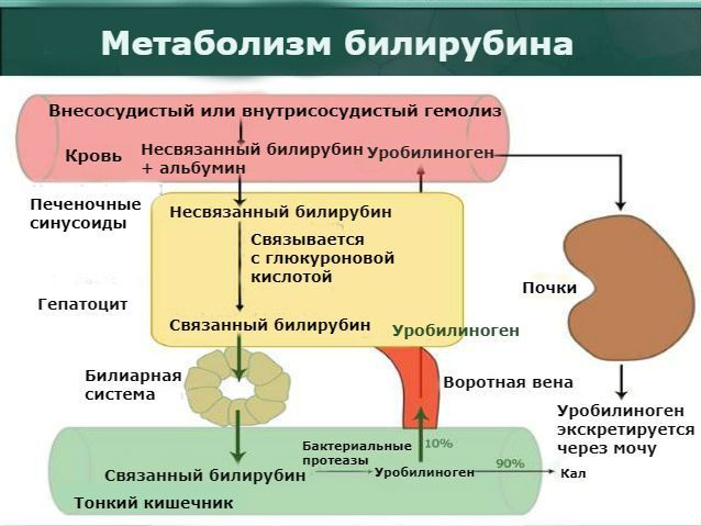 Что это значит - у взрослого повышен общий билирубин