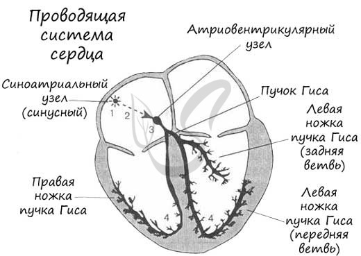 Из левого желудочка вытекает кровь | Наше сердце
