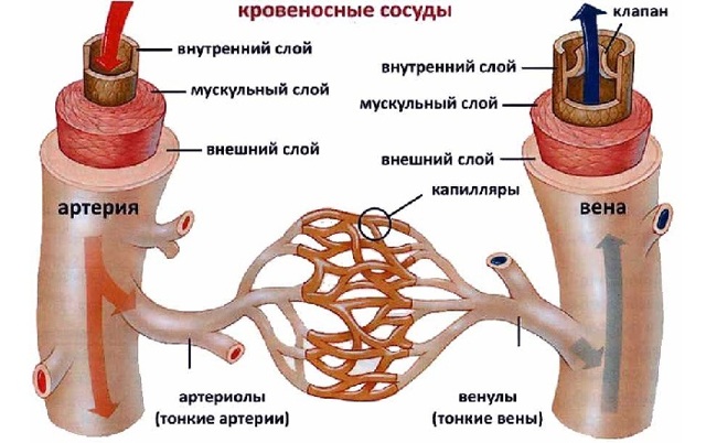 Кровеносные сосуды и вены человека: что это такое и какую работу в организме выполняют?