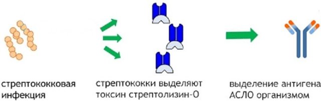 Почему в крови повышен антистрептолизин О? Расшифровка анализа, норма и причины отклонений