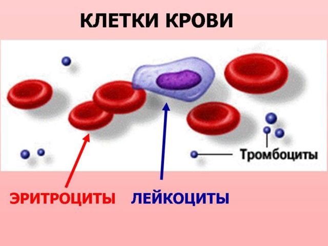 Эритроциты в крови повышены у ребенка, мужчины или женщины - что означает в анализе и как понизить