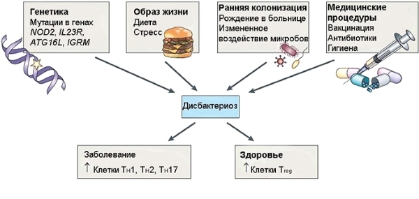 Дисбактериоз кишечника: симптомы и лечение у взрослых