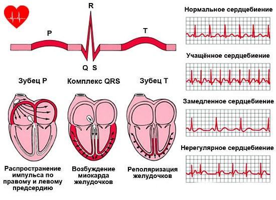 Максимальный пульс у человека: что делать, нормы