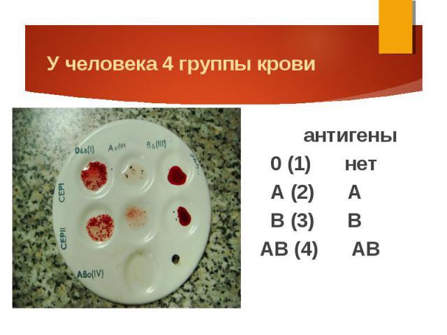 Характеристика людей с 1 положительной группой крови