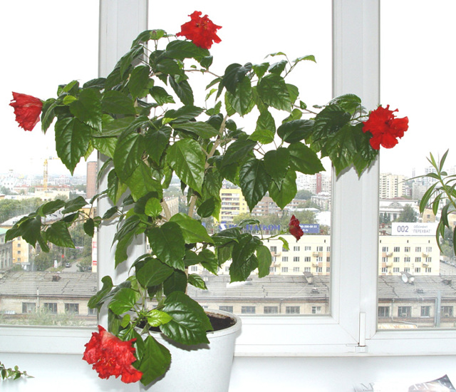 Каркаде горячий и холодный: действие на давление, повышает или понижает, теплый чай