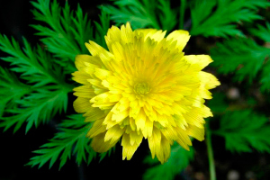 Лечение экстрасистолии в домашних условиях народными средствами - как вылечить