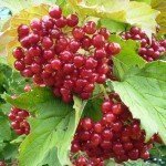 Питание при аневризма брюшной аорты -