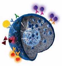 Лимфоциты повышены у взрослого, о чем это говорит? Причины повышенных лимфоцитов у взрослых