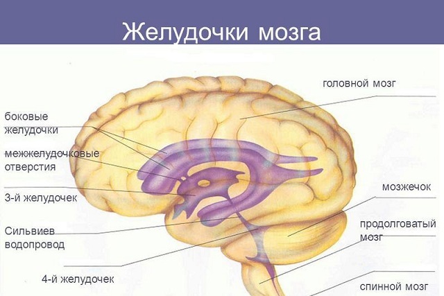 Асимметрия боковых желудочков мозга у детей и взрослых
