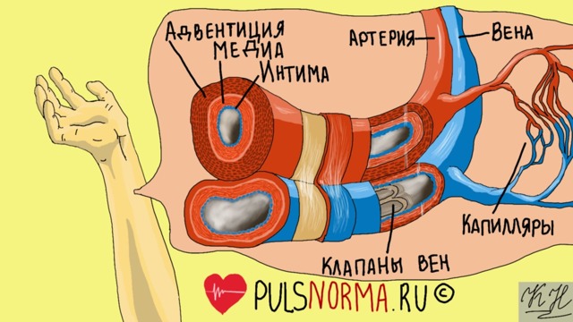 Пульс нитевидный это - Все про гипертонию