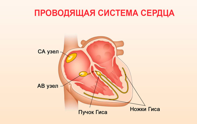 Тахикардия после алкоголя или с похмелья: что делать