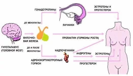 Болит грудь сбоку: причины и симптомы