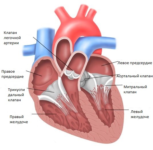 Порок митрального клапана сердца