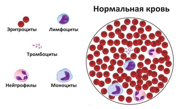 Анализ крови: тромбоциты повышены - что это значит?