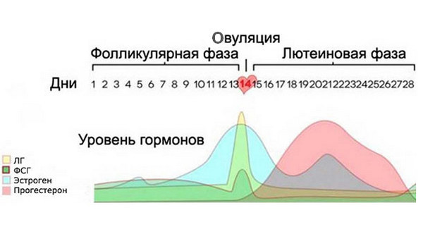 Гормон ФСГ в крови - Повышенный гормон ФСГ у женщин в лаборатории Lab4U