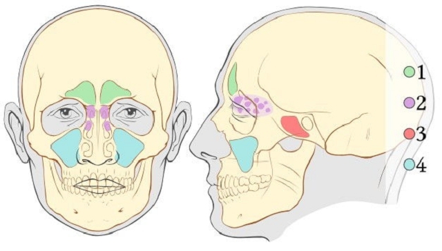 Клиническая анатомия носа. Кровоснабжение полости носа