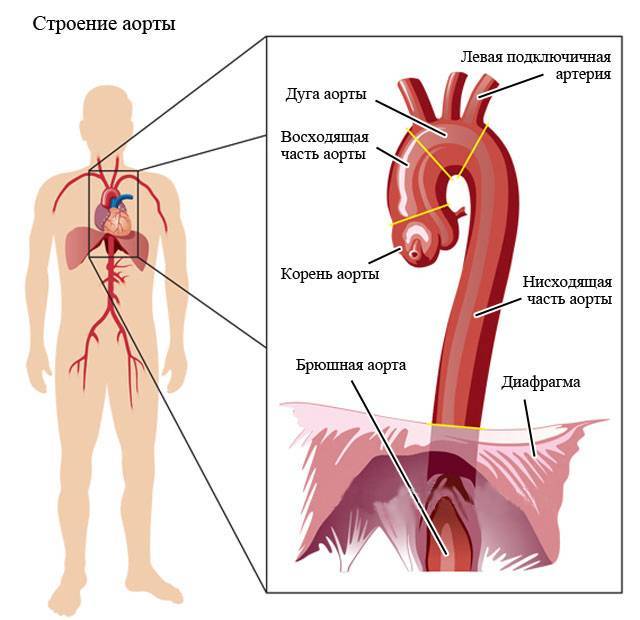 Атеросклероз аорты и алкоголь