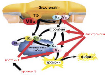 Антитромбин III (определение уровня в плазме крови)