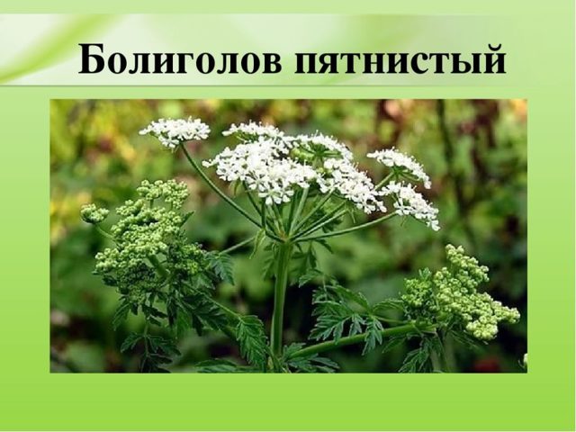Мочегонные средства при давлении: виды препаратов, народные