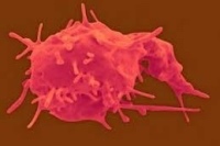 Тромбоциты понижены, лейкоциты понижены