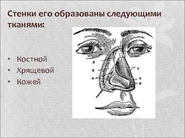 Клиническая анатомия носа. Кровоснабжение полости носа