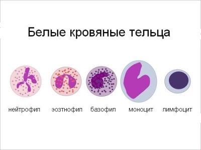Лейкоцитарная формула у детей - норма по таблице
