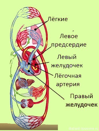 Венозная система человека: схема, анатомия и функции