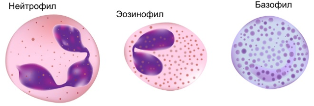 Что такое гранулоциты, что значит повышенные гранулоциты в крови