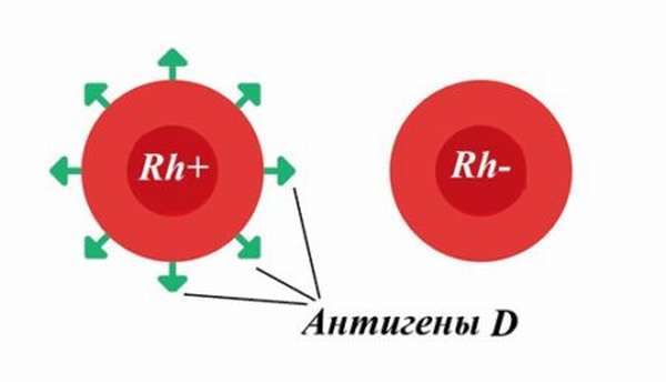 Какой резус фактор лучше – при переливании, беременности и наследовании?