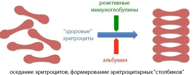 Норма и повышенный уровень роэ в крови у женщин