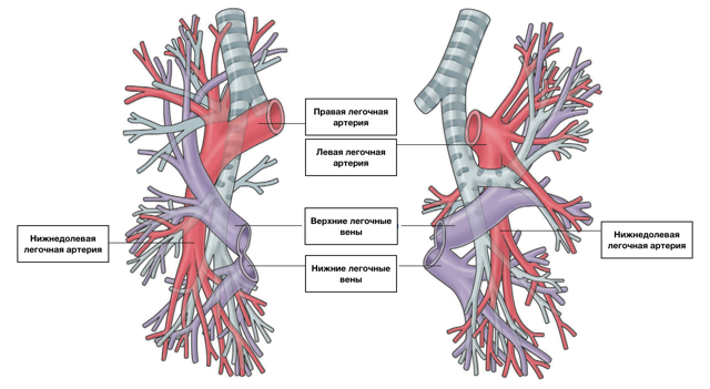 Анатомия сосудов легких. Легочная артерия