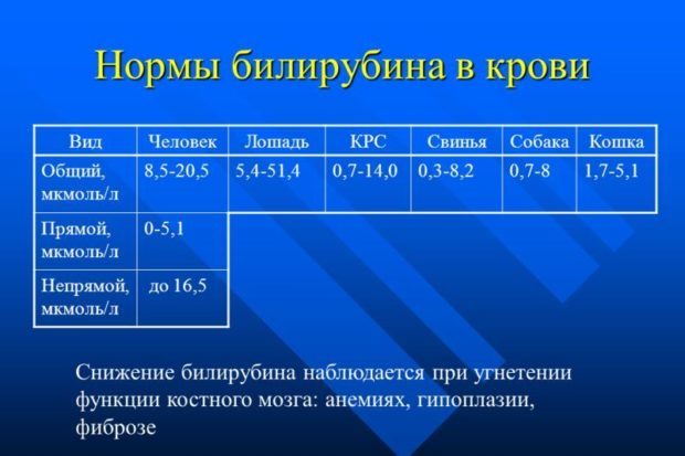 Как понизить билирубин в крови: лекарства и народные рецепты