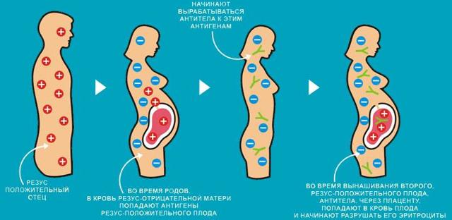 Характеристика людей с 1 положительной группой крови
