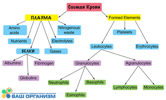 Клетки крови человека функции