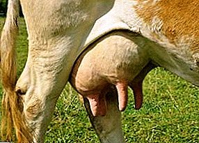 Хвороби корів: причини, симптоми, способи лікування, профілактика тварин