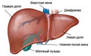 Общий билирубин 23 — Лечим печень