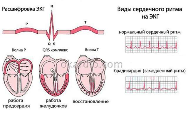 Частота сердечных сокращений у взрослых. Пульс здорового человека — каким он должен быть?