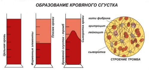 Занятие 20. Взятие крови у животных. Получение плазмы, сыворотки, фибрина и дефибринированной крови. Определение ско­рости свертывания крови при различных температурных условиях.