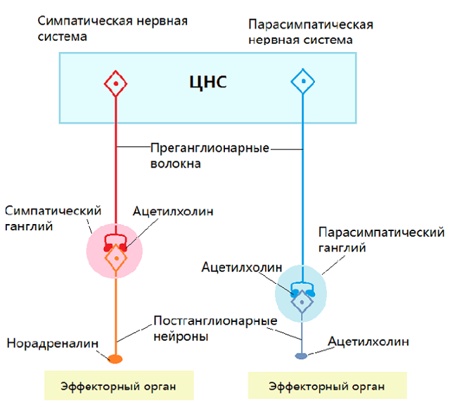 Синдром вегетативной дисфункции : причины, симптомы, диагностика, лечение