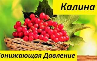 Калина при гипертонии