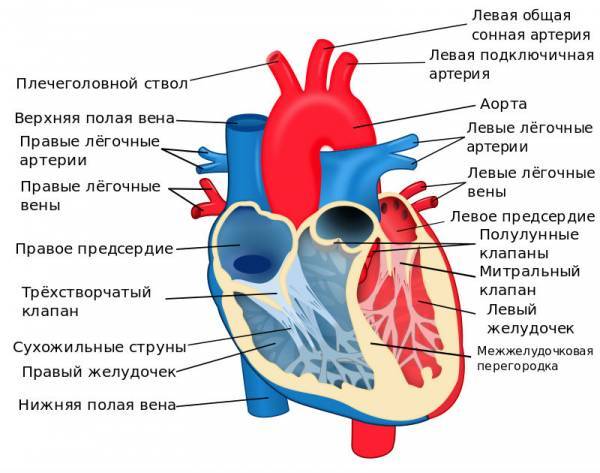 133. Слои стенки сердца, их функции.