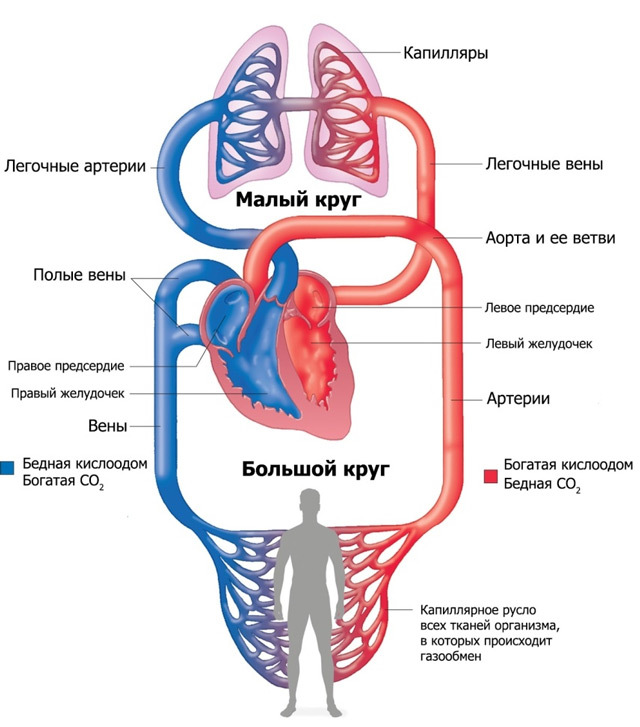 Анатомия и внутреннее строение сердца человека. Физиология сердца: проводящая система сердца