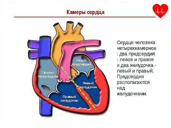 Сердце человека имеет камерное строение количество камер. Сколько камер присутствует в сердце человека