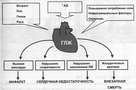Гипертрофия левого предсердия что это такое - Всё о сердце