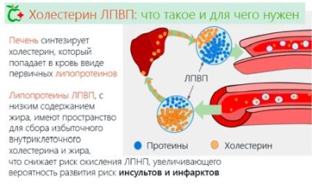 Липидограмма (липидный статус), кровь - где сдать анализ и цена, подготовка к анализу